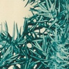 Cotton-Silk Juniper Branch Shirt